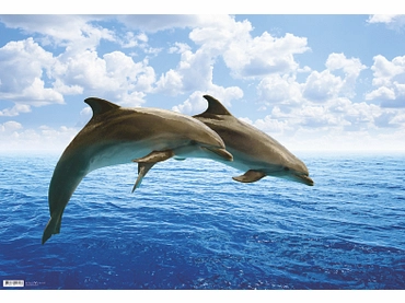 Schreibunterlage SCHOOL dolphin