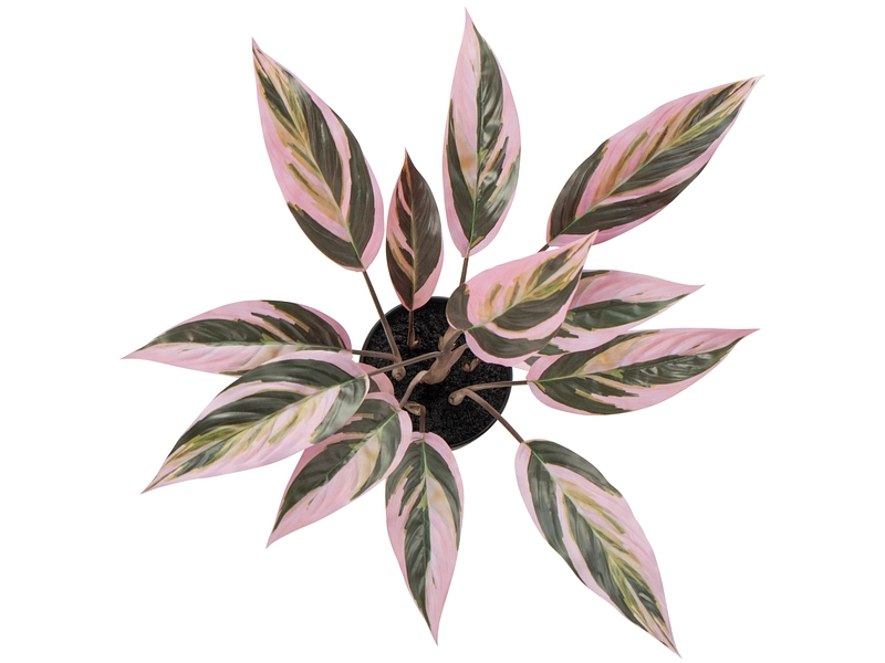 Pianta artificiale RED