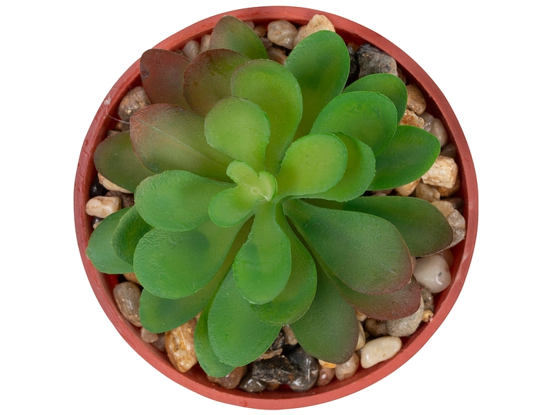 Pianta artificiale LOLA