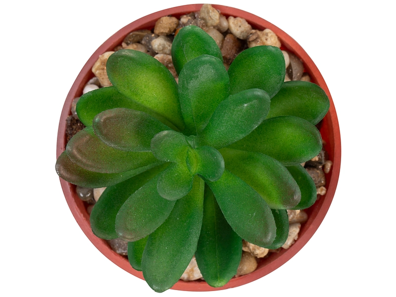 Plante artificielle LOLA