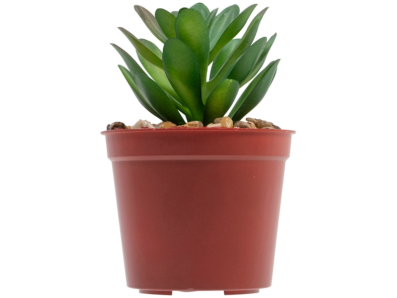 Plante artificielle LOLA