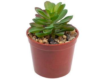 Pianta artificiale LOLA