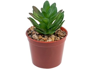 Plante artificielle LOLA