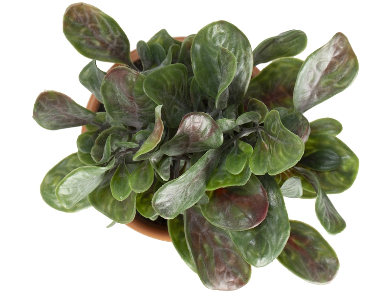 Plante artificielle HUGO