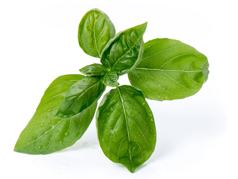 VÉRITABLE Lingot da orto