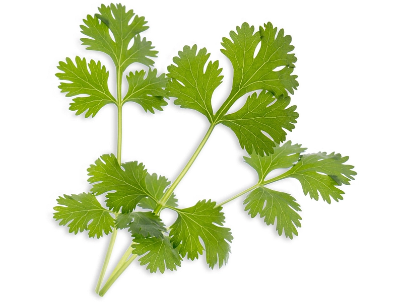 VÉRITABLE Lingot da orto