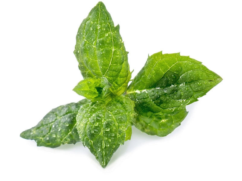 VÉRITABLE Lingot potager