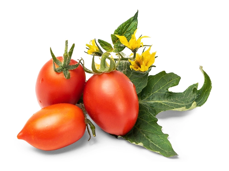 VÉRITABLE Lingot da orto