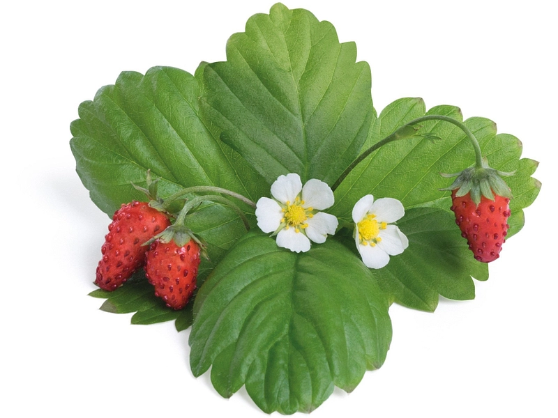 VÉRITABLE Lingot Gemüsegarten