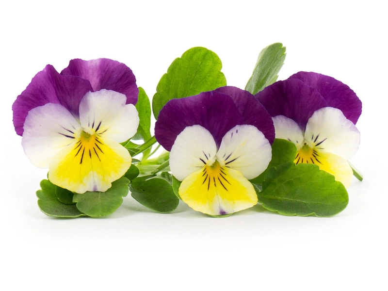 VÉRITABLE Lingot Gemüsegarten