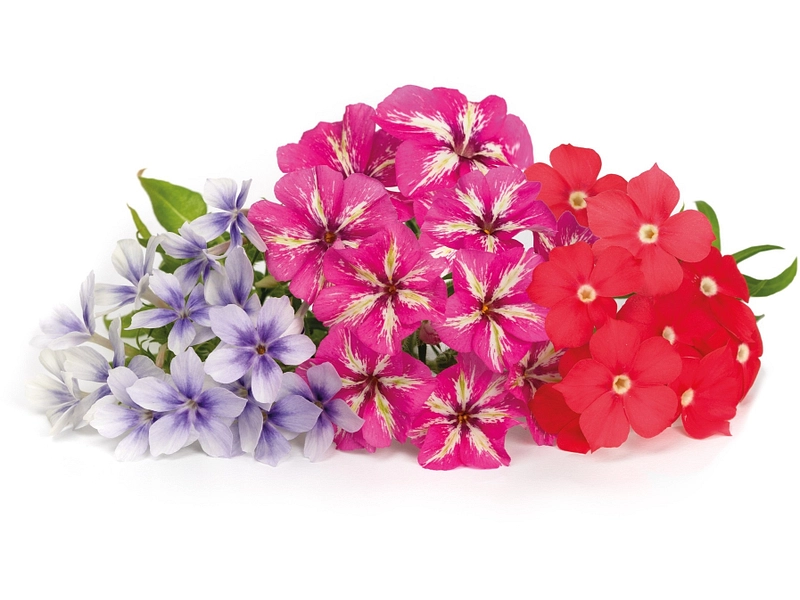 VÉRITABLE Lingot da orto