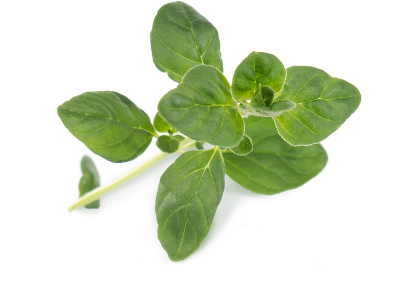 VÉRITABLE Lingot da orto