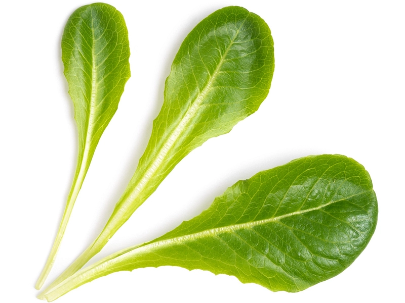 VÉRITABLE Lingot Gemüsegarten