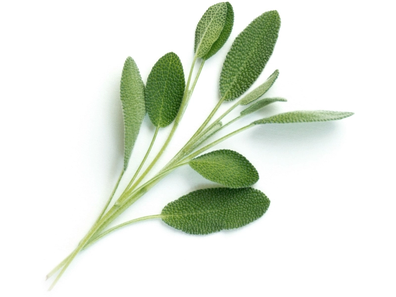 VÉRITABLE Lingot Gemüsegarten