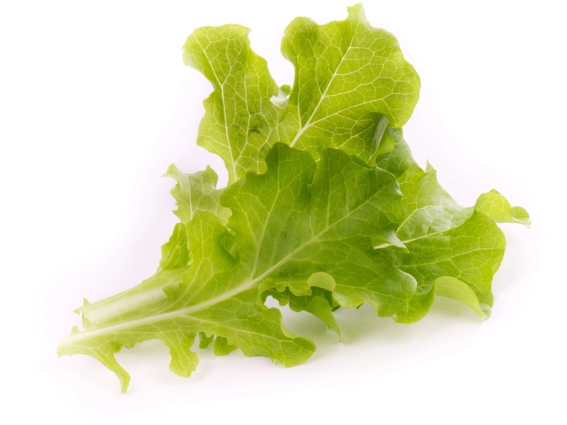 VÉRITABLE Lingot da orto