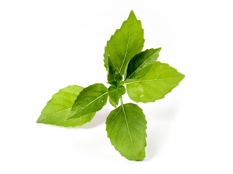 VÉRITABLE Lingot Gemüsegarten