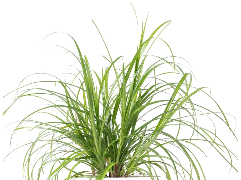 VÉRITABLE Lingot Gemüsegarten