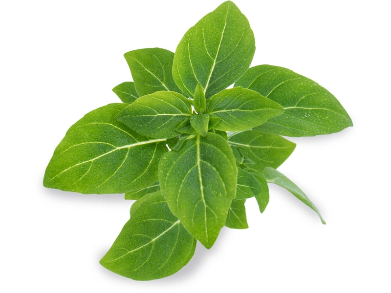 VÉRITABLE Lingot Gemüsegarten