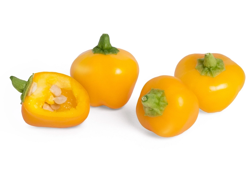 VÉRITABLE Lingot potager