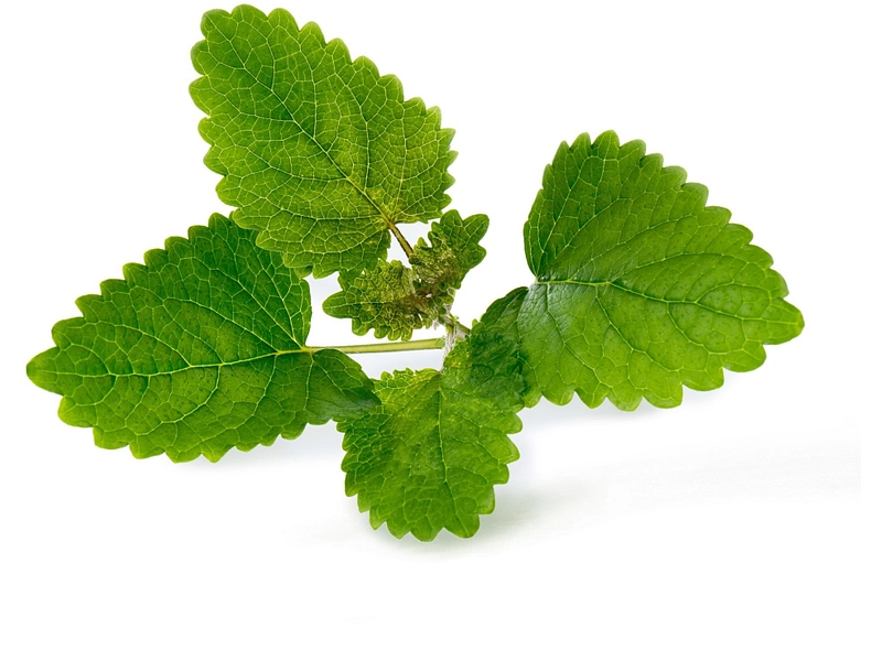 VÉRITABLE Lingot da orto