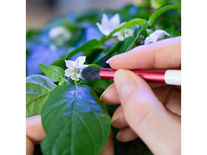 VÉRITABLE Pinceau de pollinisation
