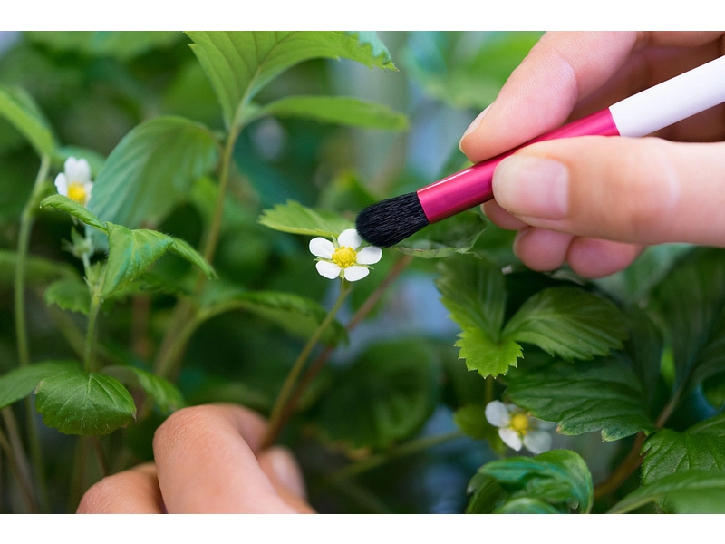 VÉRITABLE Pinceau de pollinisation