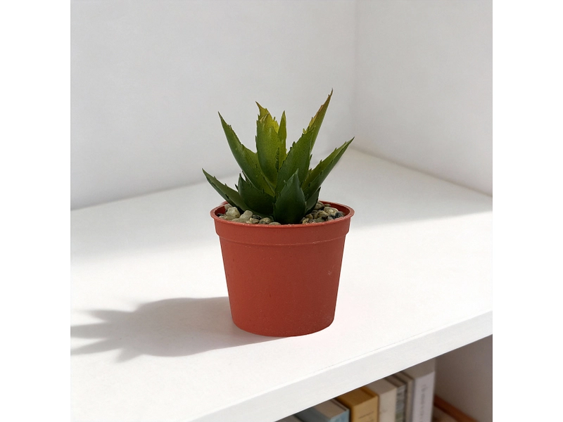 Plante artificielle LOLA