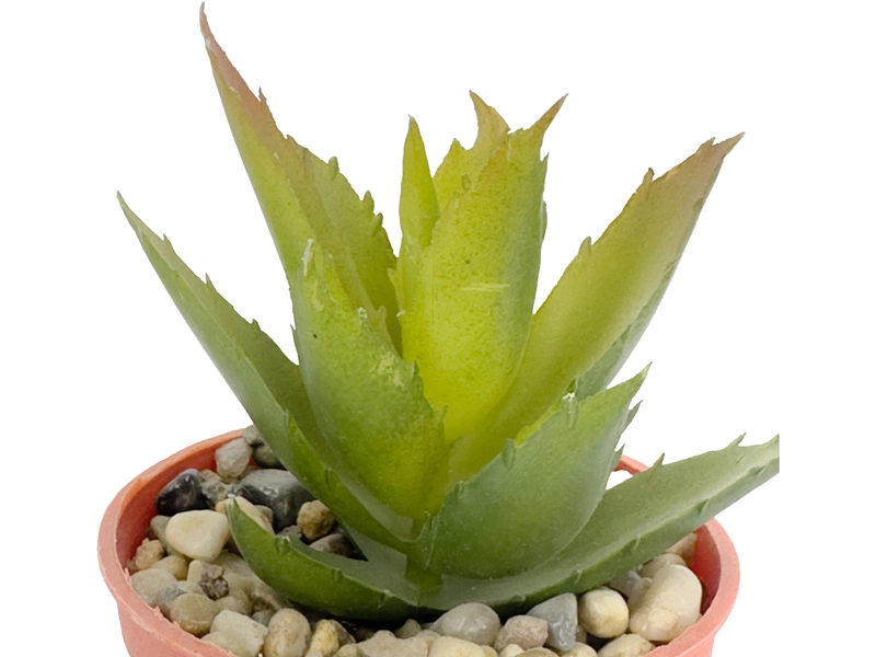 Plante artificielle LOLA