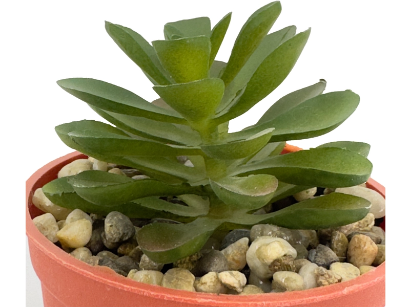 Plante artificielle LOLA