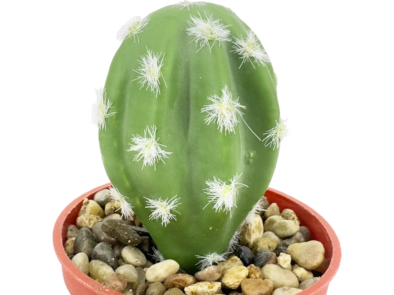 Künstliche Pflanze LOLA