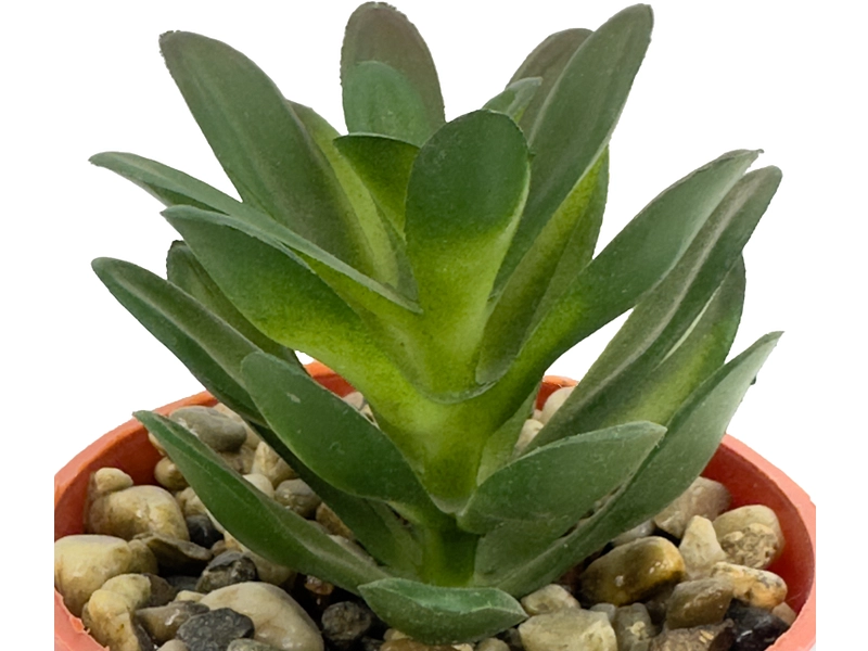 Pianta artificiale LOLA