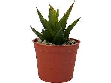 Plante artificielle LOLA