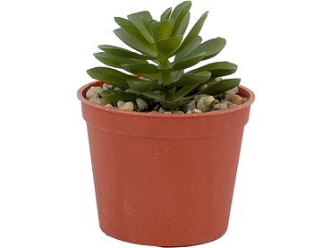 Plante artificielle LOLA