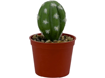 Künstliche Pflanze LOLA