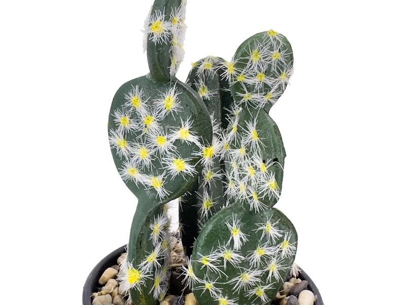 Plante artificielle KADIA