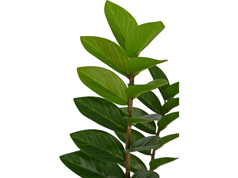 Plante artificielle PLUME Plante artificielle PLUME