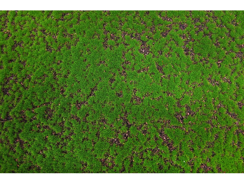 Quadro vegetale MOSS 1 pezzo poliestere verde Quadro vegetale MOSS 1 pezzo poliestere verde