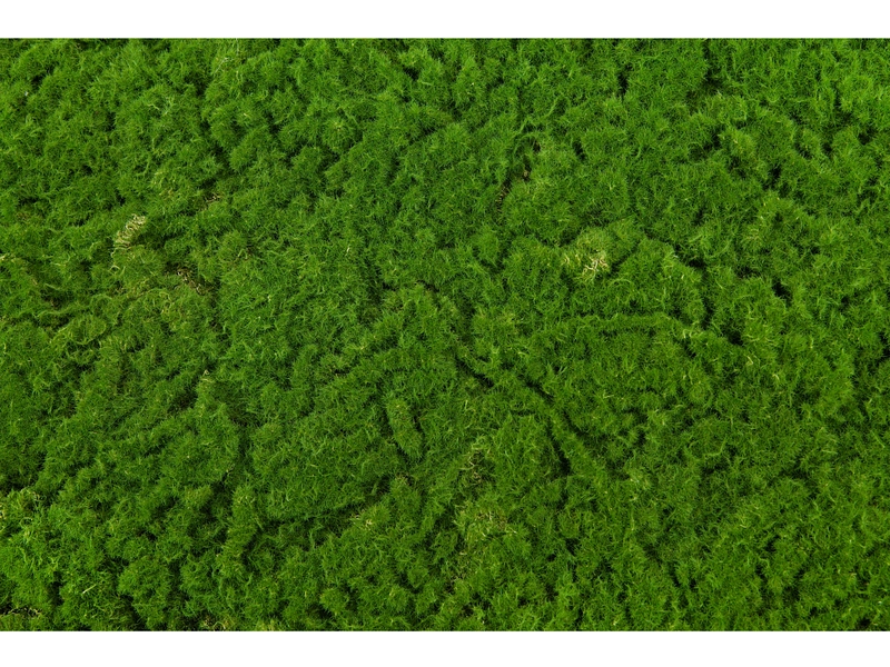 Quadro vegetale MOSS 1 pezzo poliestere verde