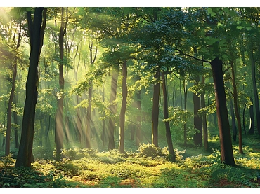 Carta da parati FOREST 2 pezzi fibra polare verde Carta da parati FOREST 2 pezzi fibra polare verde