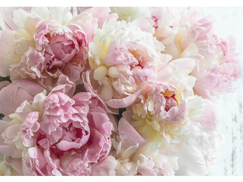 Tapete PIVOINE 2-teilig vliesfaser rosa Tapete PIVOINE 2-teilig vliesfaser rosa