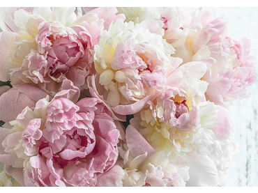 Carta da parati PIVOINE 4 pezzi fibra polare rosa Carta da parati PIVOINE 4 pezzi fibra polare rosa